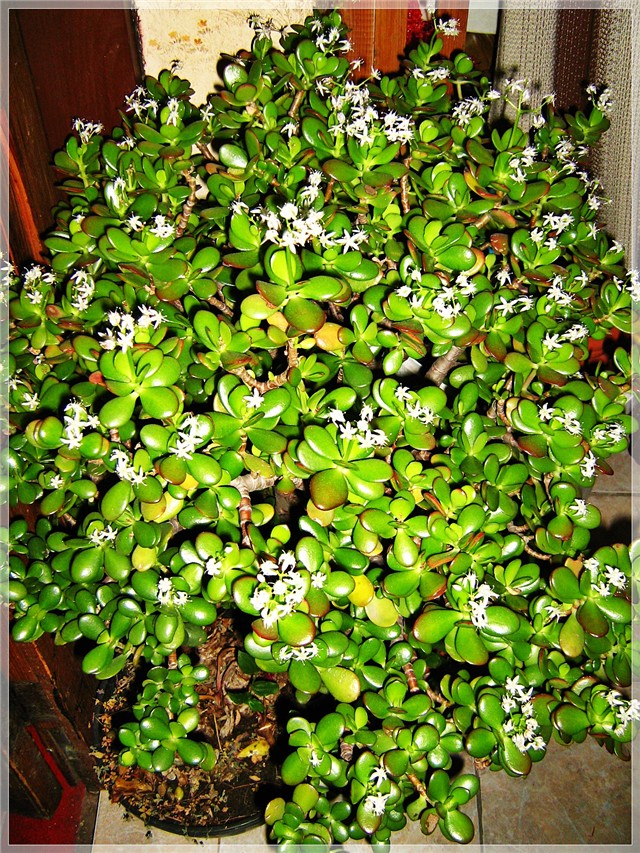 Rascvjetana krasula